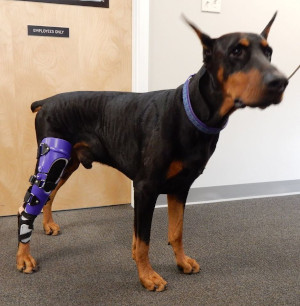 Custom Dog Knee Brace CCL/ACL Stifle Rear Leg Dog Brace, Tips For Dog Acl  Surgery Recovery