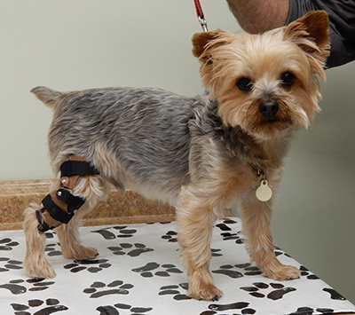 Dog Knee Brace, Dog Injuries Leg Brace For Luxating Patella Better