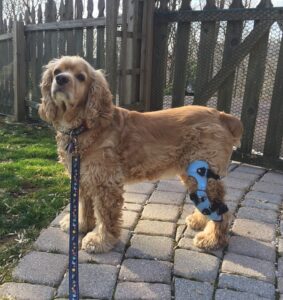 Frequently Asked Questions About Knee Braces From My Pet’s Brace 3