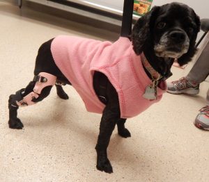 Case Study: Lucy – a Cocker Spaniel with a Stifle Brace for a Postsurgical CCL Repair 1