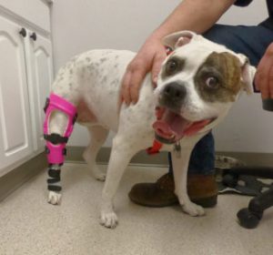 The Big Day Has Arrived – Brace Delivery at a My Pet’s Brace Facility 1
