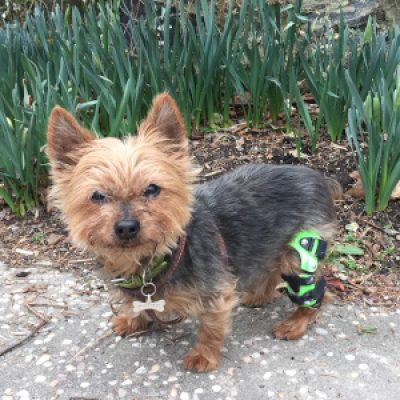 Frequently Asked Questions About Knee Braces From My Pet’s Brace