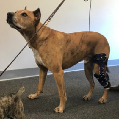 Case Study: Hannibull – A Cadaver Dog With A CCL Injury