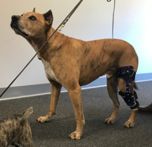 Case Study: Hannibull – A Cadaver Dog With A CCL Injury 1