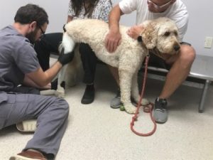 What Happens During An Evaluation Appointment At My Pet’s Brace? 1