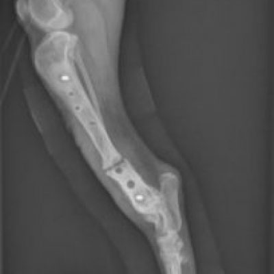 When Are X-Rays Needed To Make A Dog Brace?