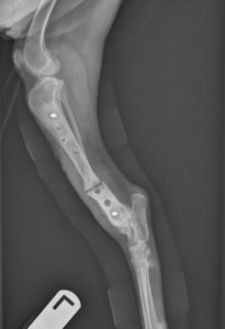 When Are X-Rays Needed To Make A Dog Brace? 13