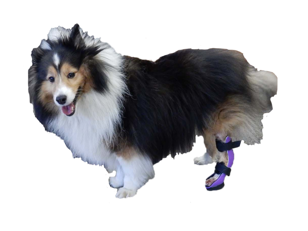 Dog Ankle Braces | Canine Hock Injuries | My Pet's Brace