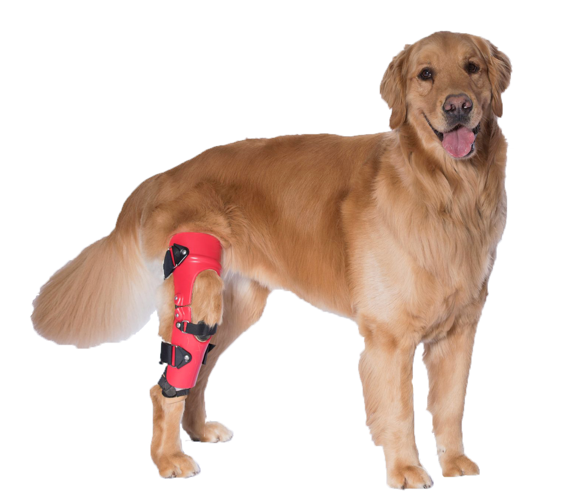 Dog Knee Braces | My Pet's Brace | Ephrata PA