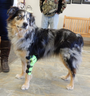 Custom Elbow Braces For Dogs | My Pet's Brace