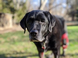 Case Study: Sophie - Labrador Retriever With A CCL Injury 1