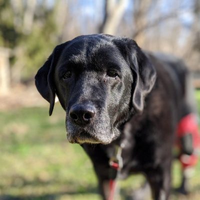 Case Study: Sophie – Labrador Retriever With A CCL Injury