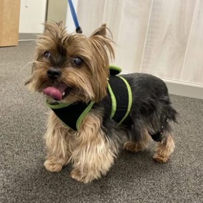 Case Study: Bailey – Yorkshire Terrier With A CCL Injury