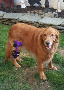 Case Study: Emmie - Golden Retriever With A CCL Injury 1