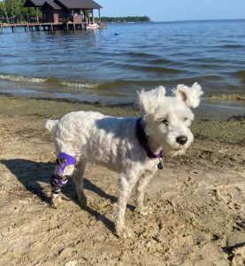 What To Do With Your Dog’s Leg Brace While On Vacation 1