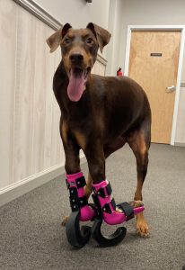 Case Report: Penny - Doberman Pinscher With Bilateral Forelimb Flexion Contractures 10