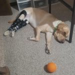 Case Report: Rozzie & Ruger - Labrador Retrievers With CCL Injuries 16
