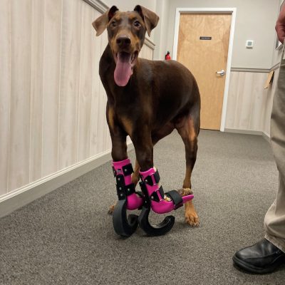 Case Report: Penny – Doberman Pinscher With Bilateral Forelimb Flexion Contractures