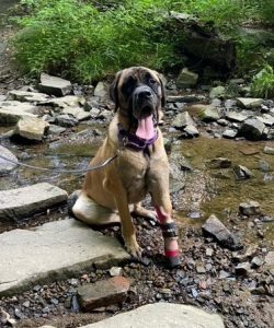 Case Report: Athena - Mastiff With Missing Front Paw 1