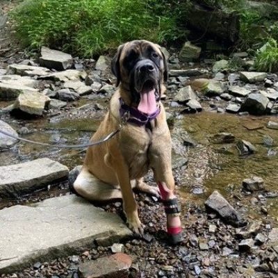 Case Report: Athena – Mastiff With Missing Front Paw
