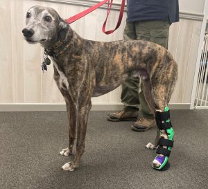 Case Report: Axel - Greyhound With Tarsal Joint Dislocation With Associated Serial Cast Abrasions 1