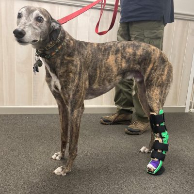 Case Report: Axel – Greyhound With Tarsal Joint Dislocation With Associated Serial Cast Abrasions