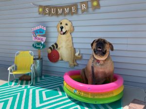 Enjoying The Dog Days Of Summer - How To Take Care Of Your Pup When The Weather Is Hot 1