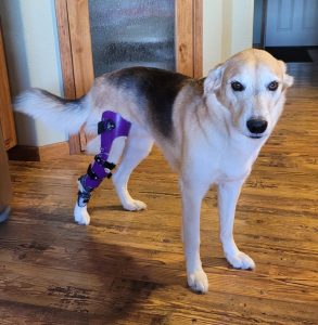 Case Report: Ruby – Husky Mix With CCL Injury 8
