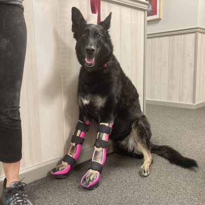 Case Report: Khloe – German Shepherd With Bilateral Carpal Hyperextension