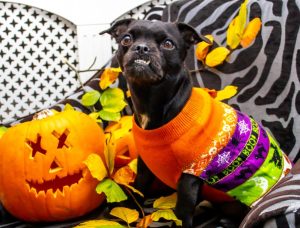 Halloweening With Your Pet - Tricks, Treats, And Skip The Troubles 4