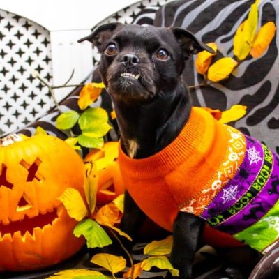 Halloweening With Your Pet – Tricks, Treats, And Skip The Troubles