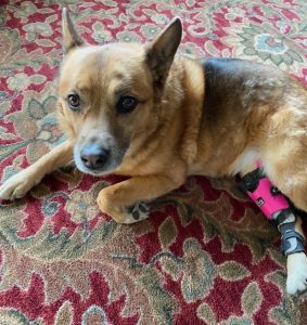 Case Report: Abby – German Shepherd With CCL Injury 1