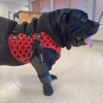 dog prosthetic