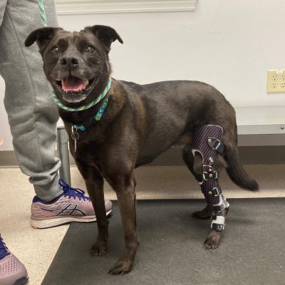 Case Report: June – Pitbull With Multiple Knee Surgeries