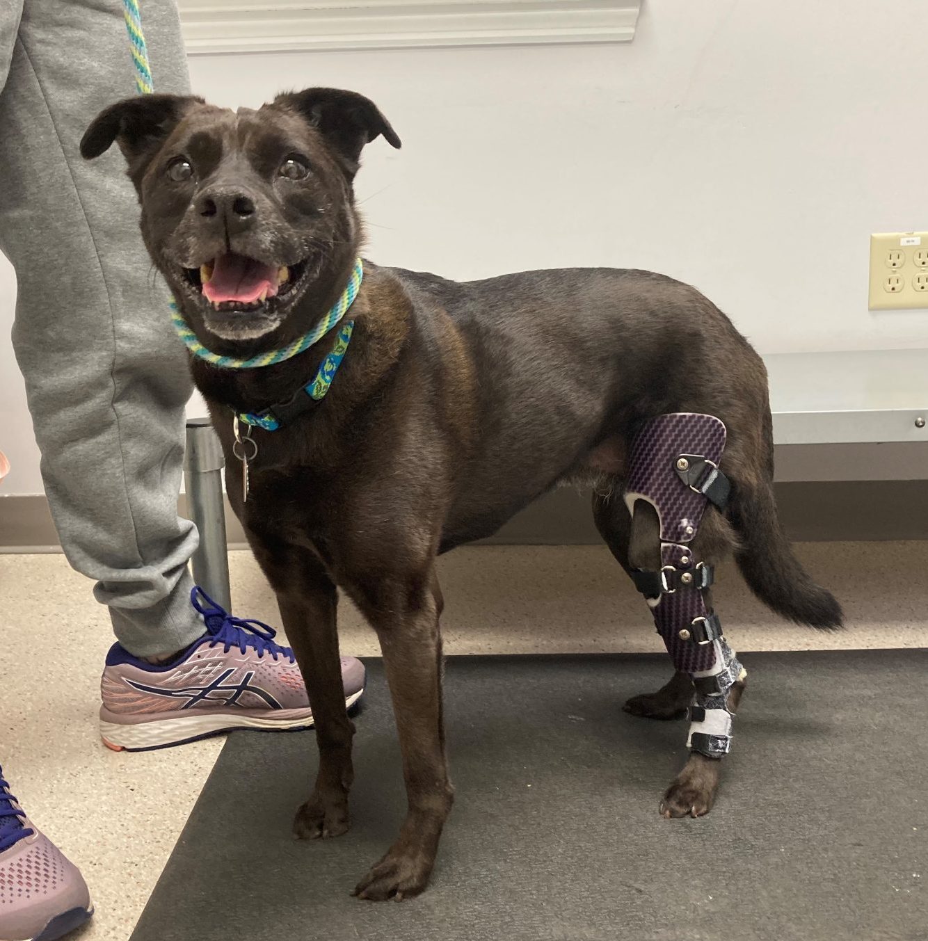 Case Report: June - Pitbull With Multiple Knee Surgeries 1