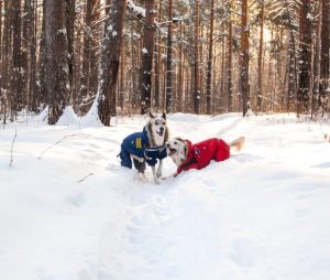 Who Let The Dogs Out…In The Cold? How To Keep Your Dog Safe In Winter Weather. 1