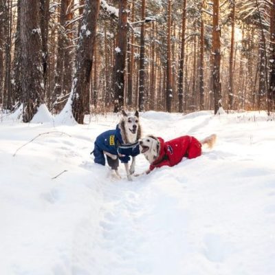 Who Let The Dogs Out…In The Cold? How To Keep Your Dog Safe In Winter Weather.