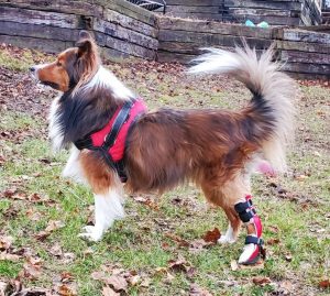 Case Report: Abby Rose - Sheltie With Ligament Rupture 1