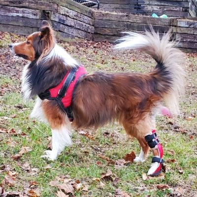 Case Report: Abby Rose – Sheltie With Ligament Rupture