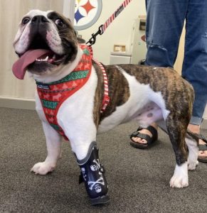 Case Report: Draper - Bulldog With Missing Front Paw 1