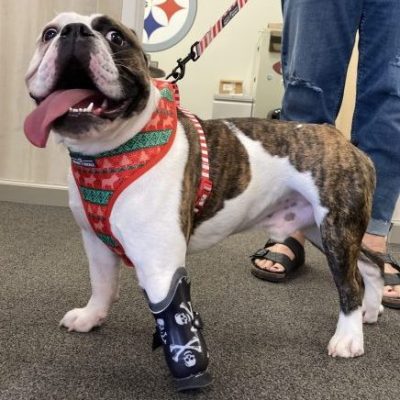 Case Report: Draper – Bulldog With Missing Front Paw