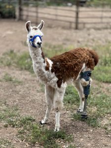 Case Report: Loretta - Llama Missing Rear Left Leg 1