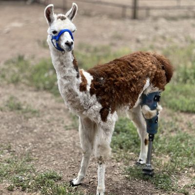 Case Report: Loretta – Llama Missing Rear Left Leg
