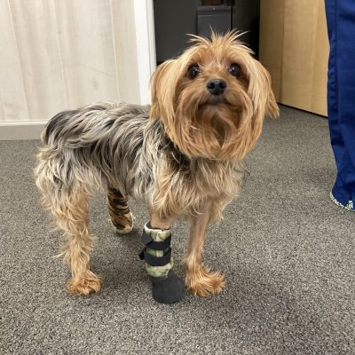 Case Report: Zeke – Yorkshire Terrier With A Prosthesis And A Hock Brace