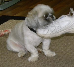 Case Report: Kimba - Shih Tzu With An Elbow Brace 1
