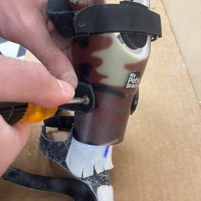 Maximizing the Lifespan of Your Dog’s Brace: Maintenance and Part Replacement Guide