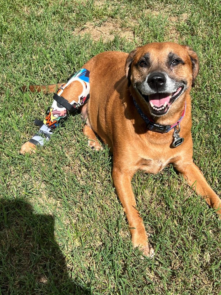 MY PET’S BRACE REVIEWS 1