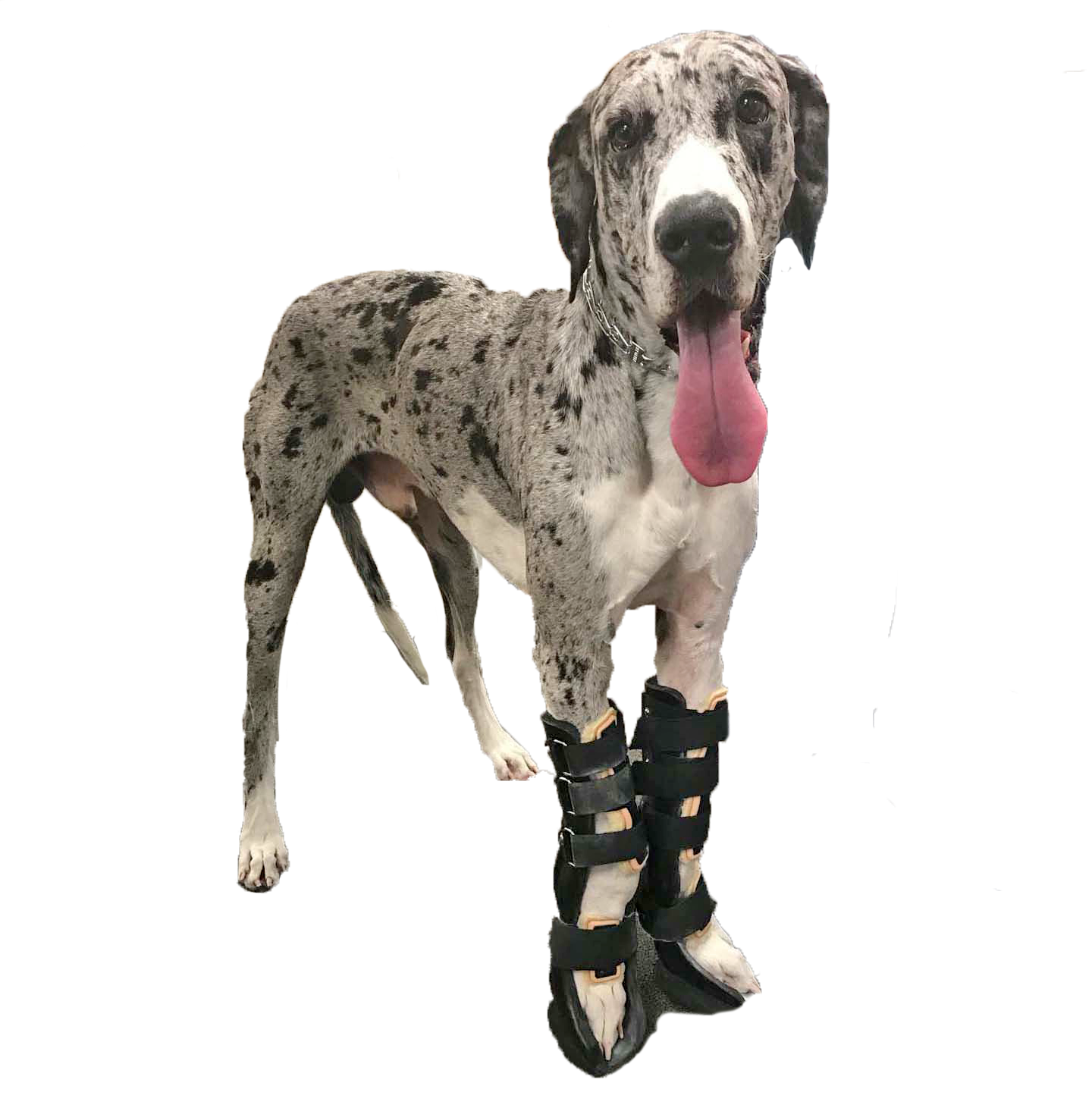 DOG CARPAL BRACES FOR FRONT LEGS 1