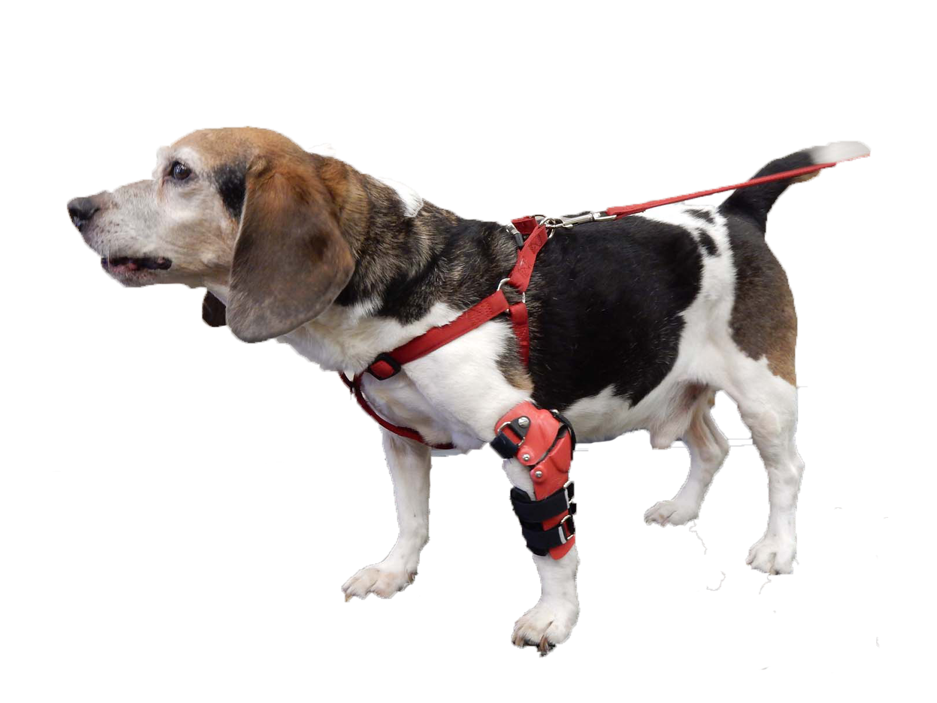 A beagle wearing a red elbow brace