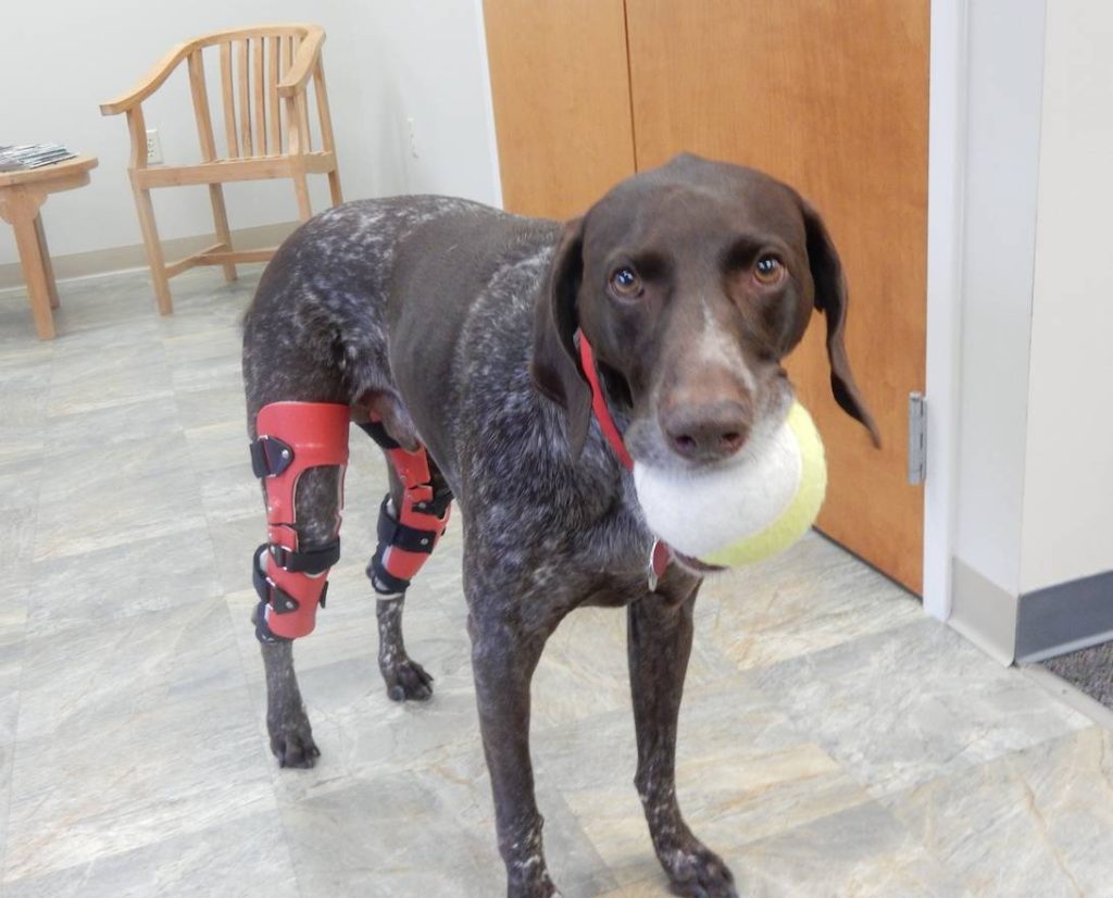 A large bird dog with two back knee braces